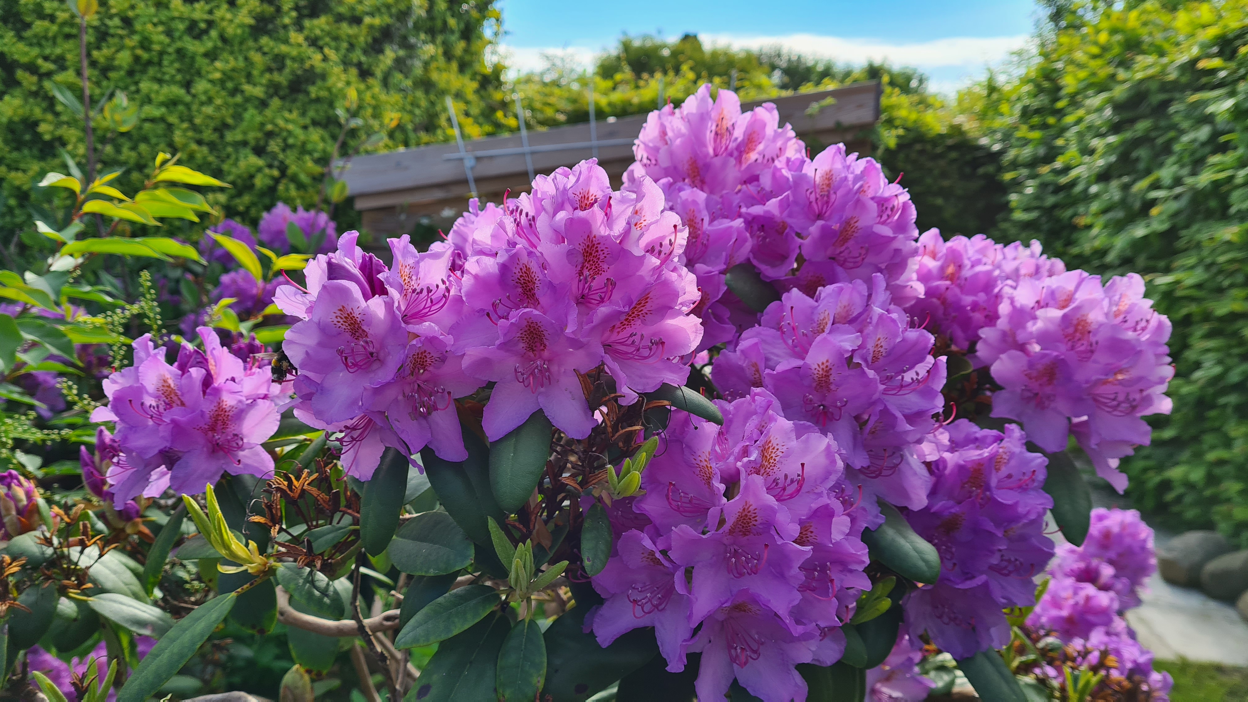 2021-06-06 08.29.05.jpg